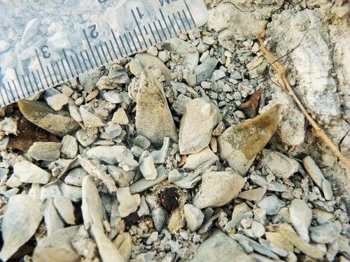 Ariocarpus scaphirostrus