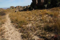 Protea laevis