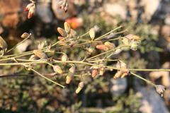 Hermannia pulverata