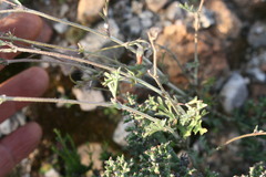 Hermannia pulverata