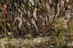 Protea laevis
