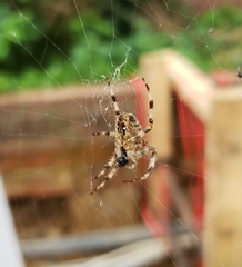 Araneus diadematus