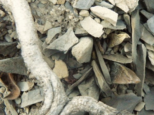Ariocarpus scaphirostrus