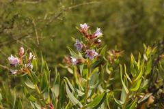 Lobostemon laevigatus