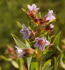 Lobostemon laevigatus
