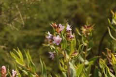 Lobostemon laevigatus