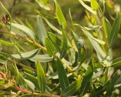 Lobostemon laevigatus