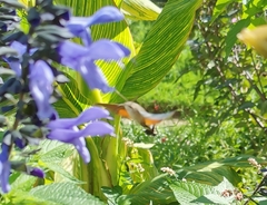 Macroglossum stellatarum