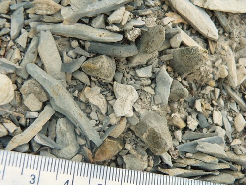 Ariocarpus scaphirostrus