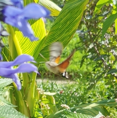 Macroglossum stellatarum