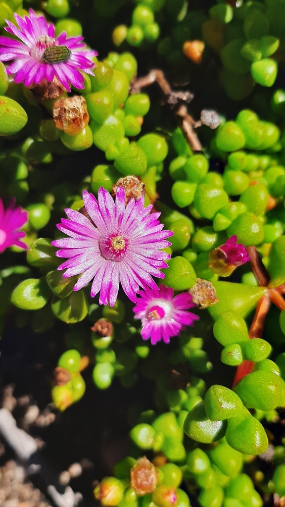 Oscularia prasina