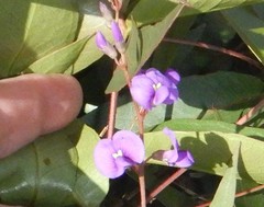 Hardenbergia