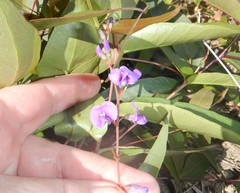 Hardenbergia