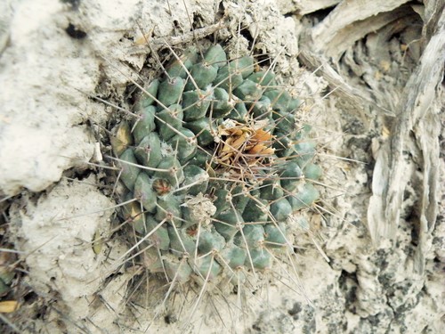 Mammillaria winterae