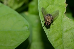 Pollenia rudis