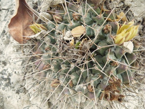 Mammillaria winterae