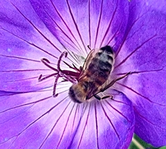 Apis mellifera