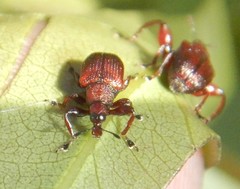 Euops falcata