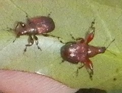 Euops falcata