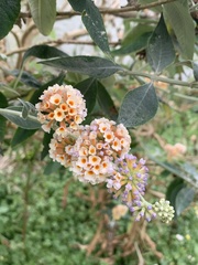 Buddleja weyeriana