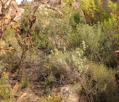 Anisodontea bryoniifolia