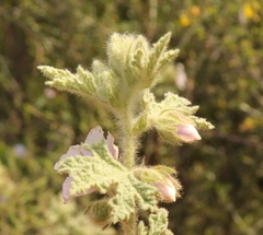 Anisodontea bryoniifolia