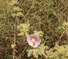 Anisodontea bryoniifolia