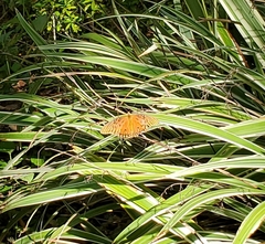 Dione vanillae