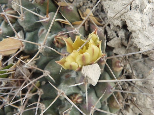 Mammillaria winterae
