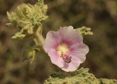 Anisodontea bryoniifolia