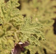 Anisodontea bryoniifolia