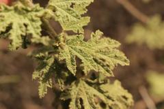 Anisodontea bryoniifolia