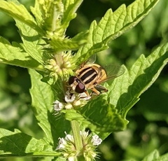 Helophilus trivittatus