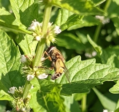 Helophilus trivittatus