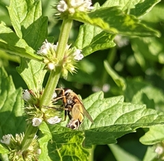 Helophilus trivittatus