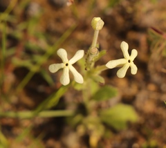 Scrophularieae