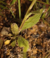 Scrophularieae