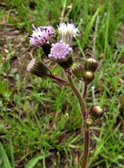 Senecio polyodon polyodon