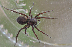 Pardosa paludicola