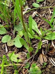 Senecio polyodon polyodon