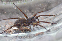 Pardosa paludicola