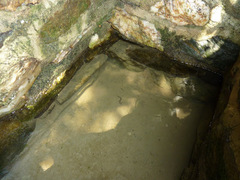 Pseudotriton ruber ruber