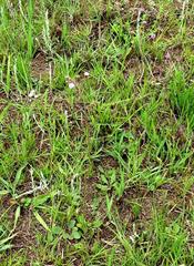 Senecio polyodon polyodon