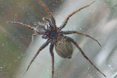 Pardosa paludicola