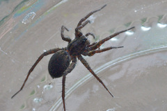 Pardosa paludicola