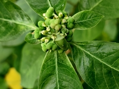 Acrosternum gramineum