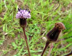 Senecio polyodon polyodon