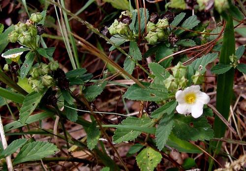 Sida rhombifolia var. rhombifolia image