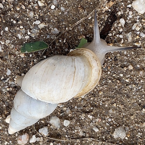 Naesiotus spirifer
