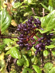 Viburnum treleasei